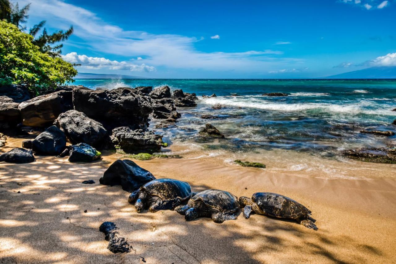 Mahina Surf I Villa Napili-Honokowai Rom bilde